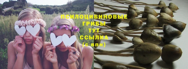 прущие грибы Медногорск
