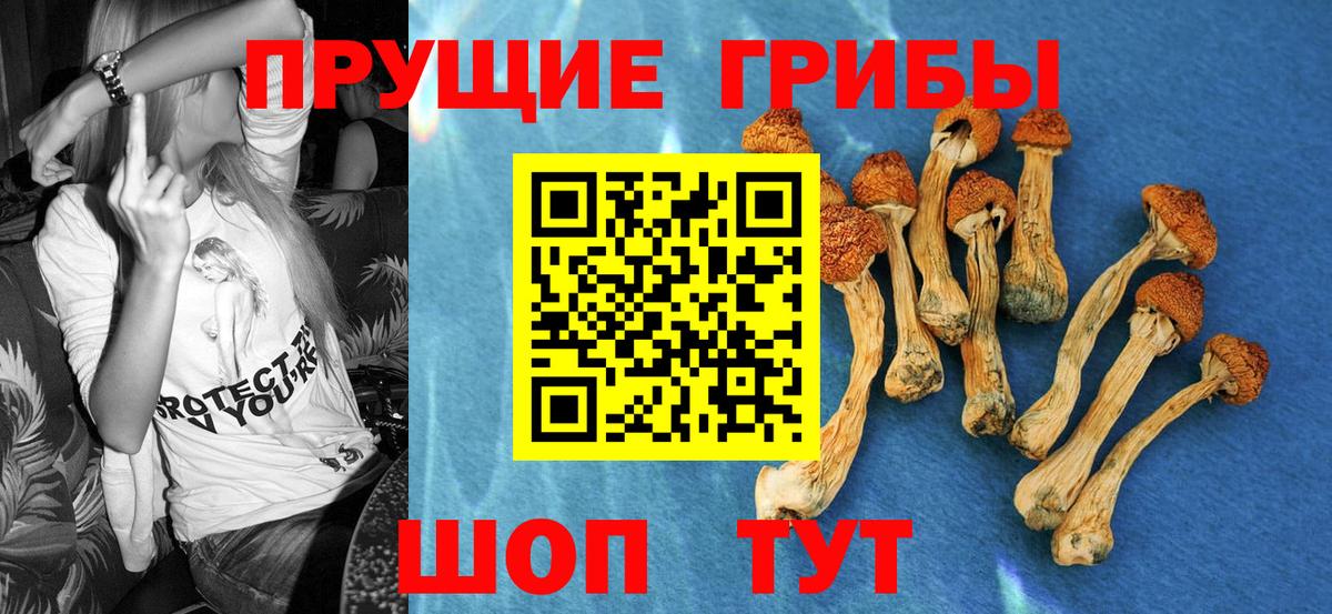 Псилоцибиновые грибы Psilocybe Сургут